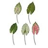 Artificial Alocasia Leaf Faux Greenery Plants Stem Realistic Fake Tropical Leaves for DIY Wedding Centerpiece Flower Arrangement Home Vase Decor