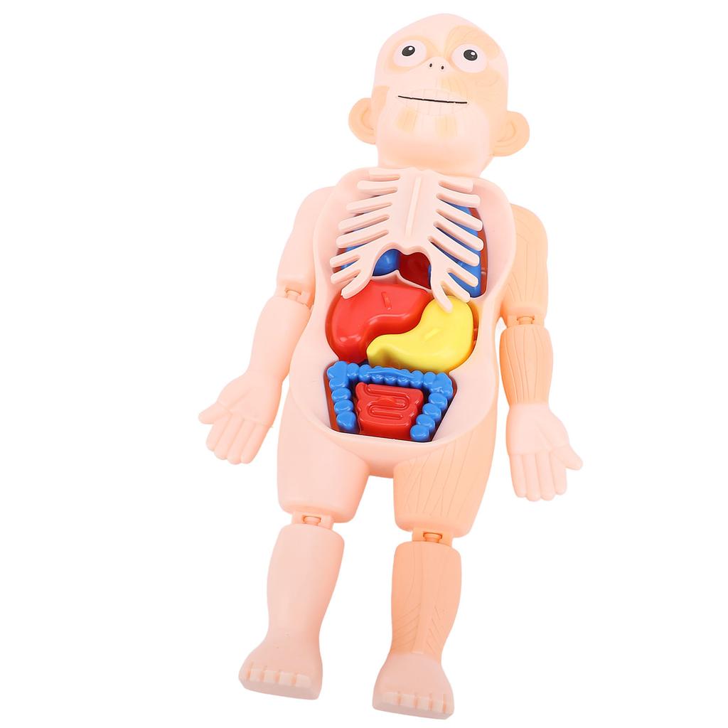 Human Body Structure Model Detachable Torso Organ Assembly Toy Anatomical Physiology Model for Education Science Learning