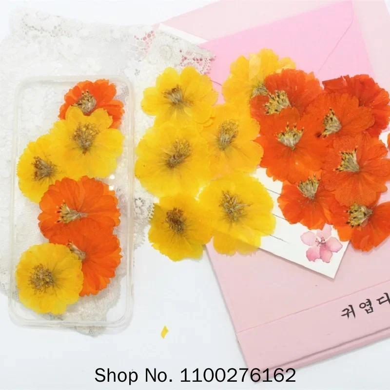 120pcs Dried Pressed Flower Cosmos Sulphureus Cav. For Epoxy Resin Pendant Necklace Jewelry Making Craft DIY Accessories