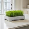 Soilless Wheat Grass Seedling Pot Kit for Cats Indoor Planting Pet-Friendly Design