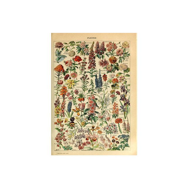 Vintage Vegetable Fruit Botanical Education Poster Mushrooms Chart Drawing Wall Art Canvas Painting for Living Room Decor Quadro