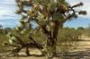 SAFLAX Joshua Tree - 10 Seeds - Yucca Brevifolia