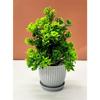 Plastic 6 Pachet Plante Artificiale Mici, Mini Plante Artificiale de Interior Pentru Casă Fermă Raft Baie Decor (Multi, Înălțime : 17Cm)