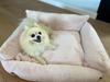 Fluffy Cream Bed - 60cm x 50cm