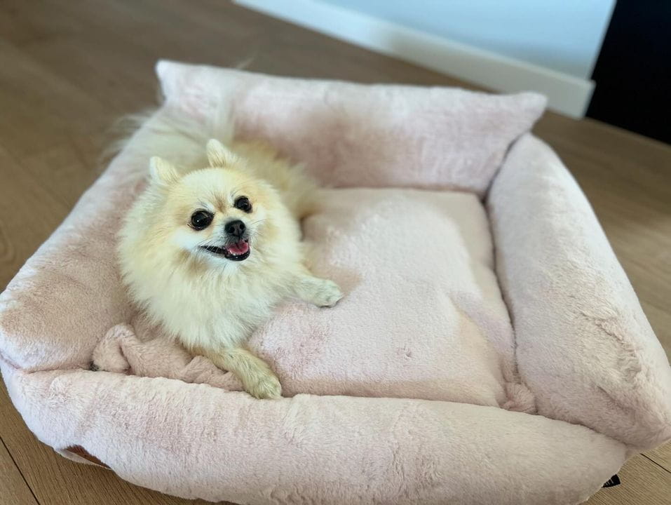 Fluffy Cream Bed - 60cm x 50cm