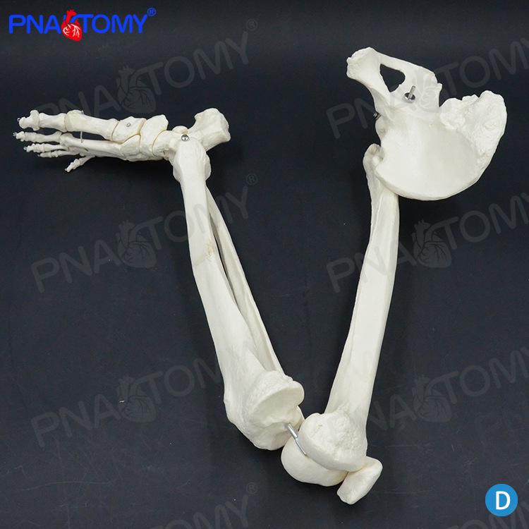 1:1 Human Lower Limb Model: Hip, Knee, Patella, Foot, Toe, Tibia, Fibula Length 88cm