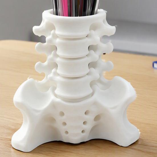 Realistic Pelvis Base Simulated Spine Pen Holder, Creative Skeleton Desktop Organizer, Durable Anatomical Desk Decor PLA 3D Printed Anatomy