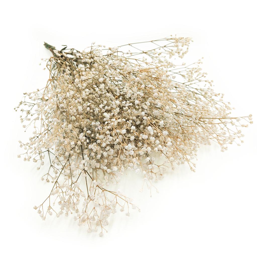 Gipsówka Stabilizowana - (Gypsophila) - Naturalna Biała