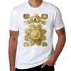 Ernst Haeckel Scientific Illustration Discomedusae (Jellyfish) TShirt Work Comfort For Unisex TShirt