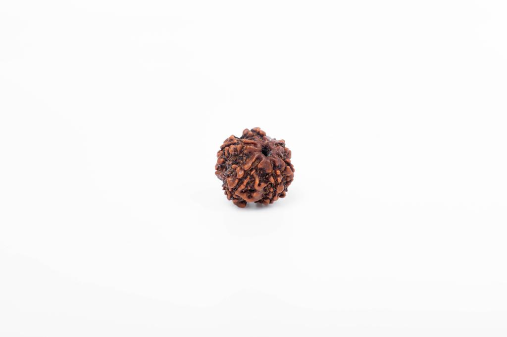 6-Mukhi Nepalesischer Rudraksha-Samen | Zertifizierter Echter Rudraksha für Spirituelles Wachstum | Echtes Heiliges Korn für Meditation & Heilung von Navratan Gems