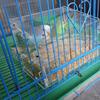 Domácí mazlíček bez nepořádku Ptačí krmítko Papouščí klec namontovaná pro andulku kanárskou Korela Finch