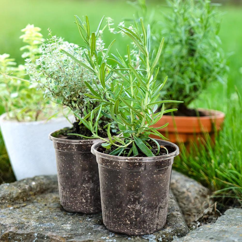 10 peças Vaso de Plástico Espesso Transparente para Flores e Plantas Vasos de Viveiro Transparentes Decoração de Casa