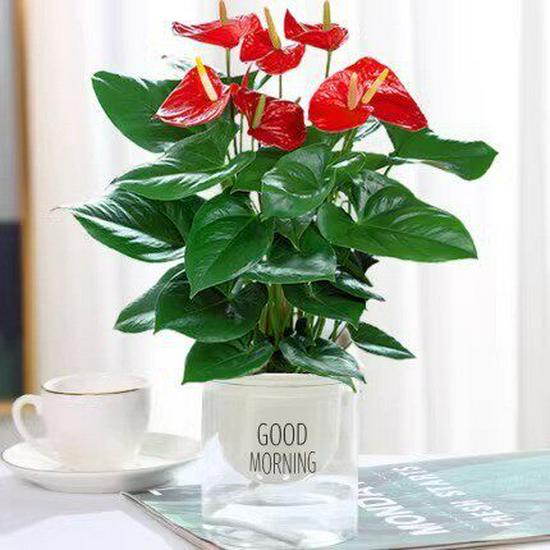 Smooth Sailing White Anthurium Potted Plant - Easy-to-Grow Indoor Greenery for Good Luck