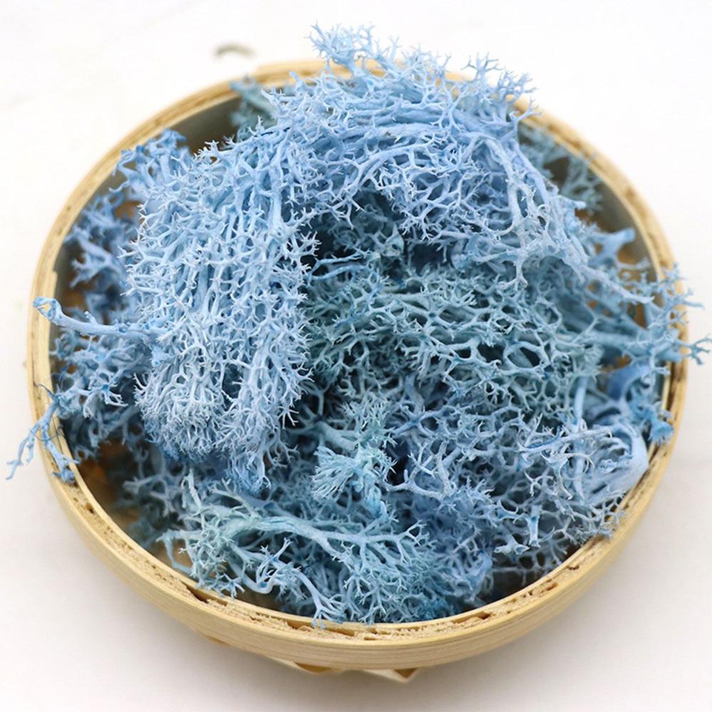 Decor Christmas Wedding Decoration Artificial Plant Reindeer Moss Micro Landscape Eternal Life Moss