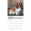 Willow Creek Press, Just Basset Hounds 2026 Wall Calendar, 12'' X 12'', 18-Month Calendar with Stapled Binding