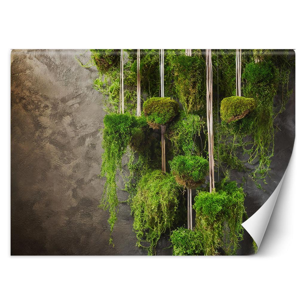 Wallpaper Moss Plant Botany