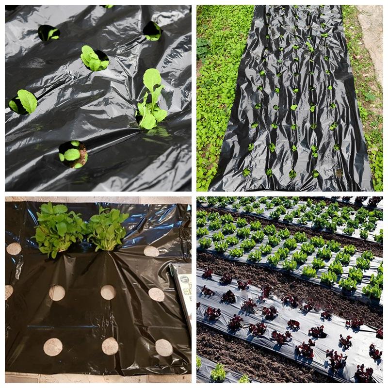 5~30M 5-Holes Black Plastic Mulch Film Perforated Greenhouse Vegetables Plant Keep Warm Film Agricultural Seedling Moisture Film