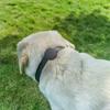 Für Apple Airtag Schutz-Tracker Wasserdicht Haustier Hund Anti-Verlust Ortung Silikon PU Halsband Anti-Verlust Haustier Katze Hundehalsband