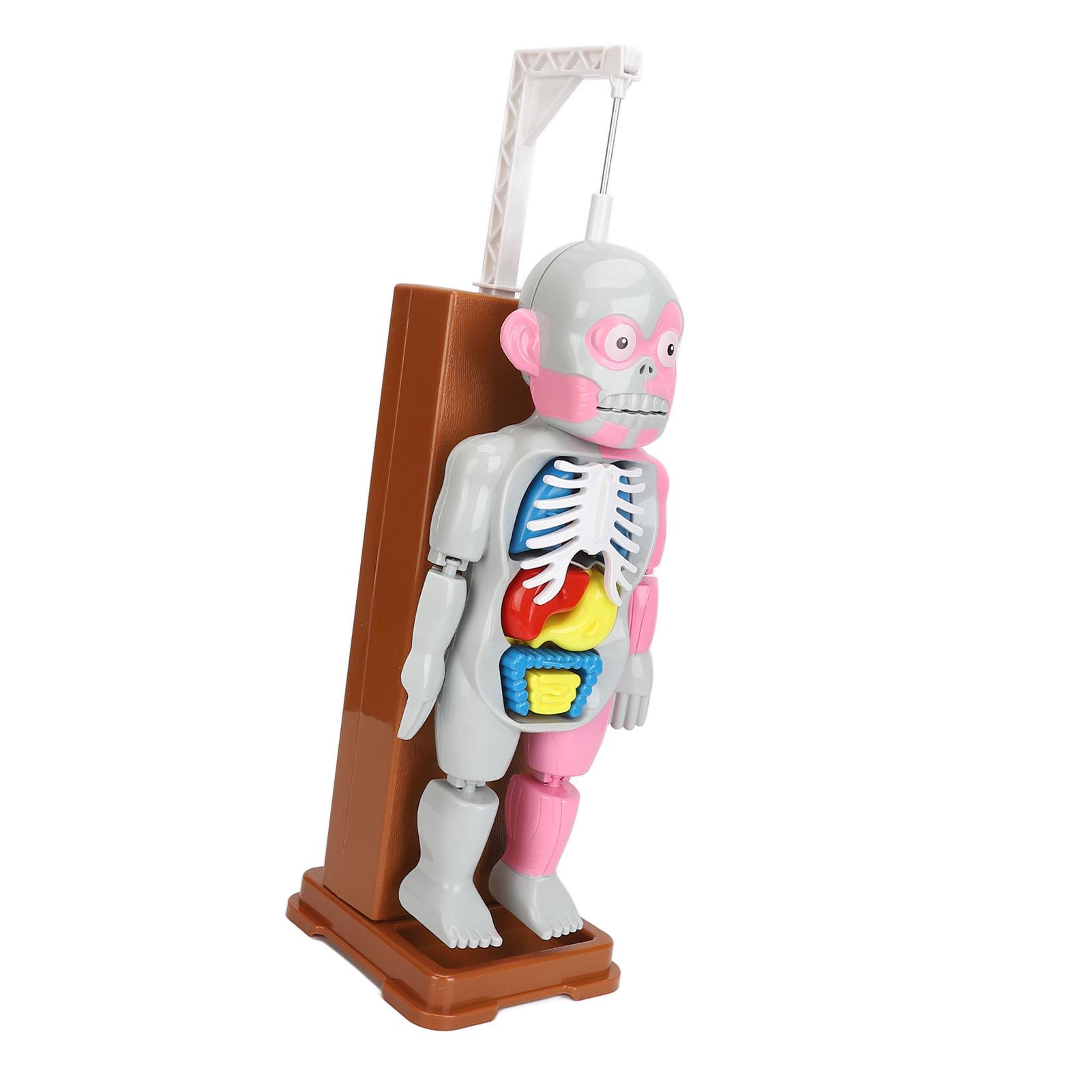 

Human Body Anatomy Toy Educational Interactive Realistic Durable Anatomy Play Set For Toddlers for Home School