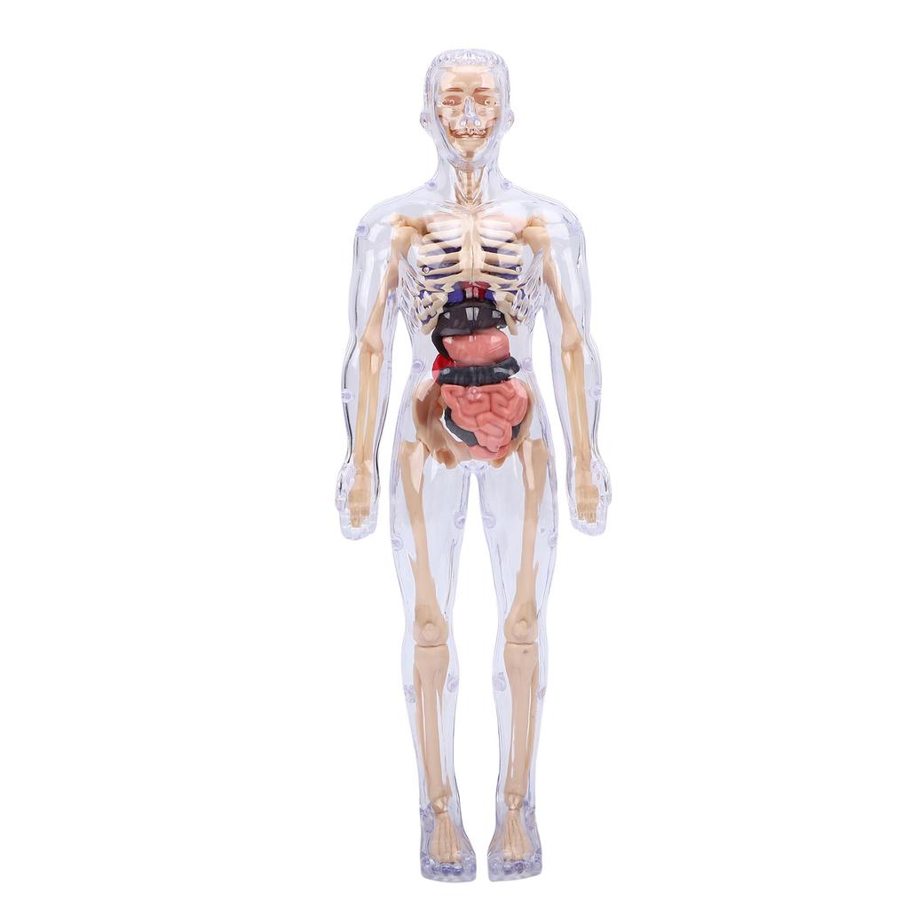 Clear Human Body Skeleton Model Kit 3D Human   Structure Model Kit with Removable Organs for Kids