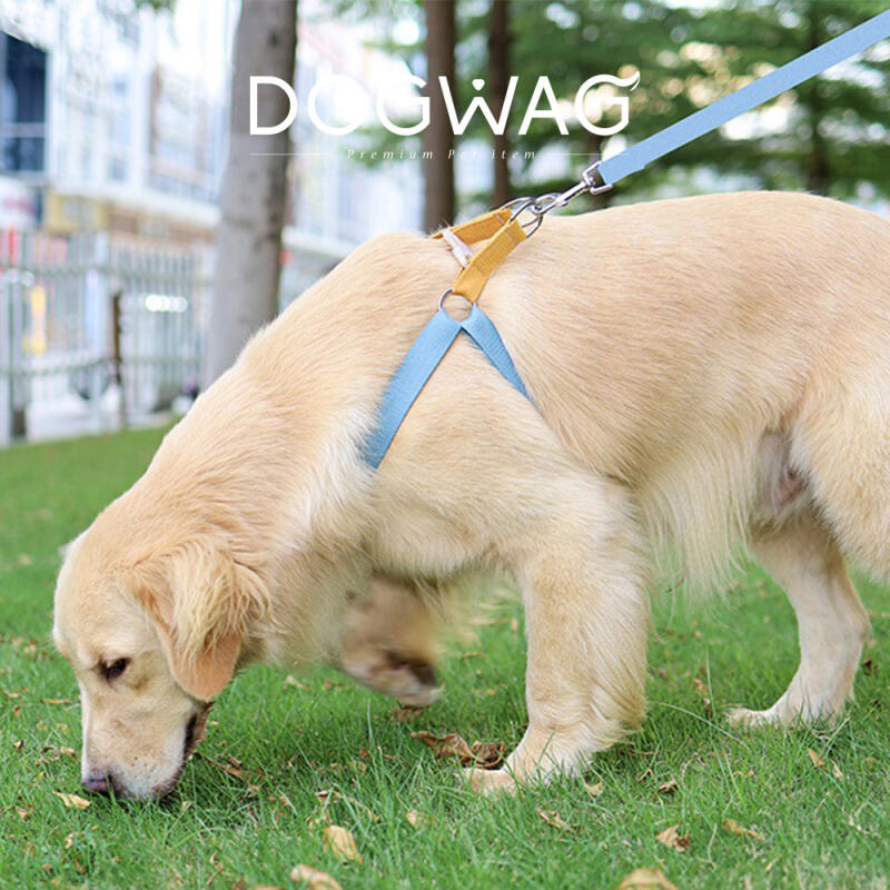 Colorful Harness Dog Walking Leash