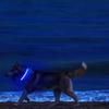 Nylon LED Night Safety Flashing Glow In The Dark Dog Leash Dogs Luminous Fluorescent Pet Dog Collar