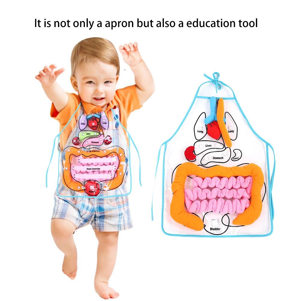 Kids Viscera Teaching Utensil Children Educational Development Organ Apron Toy