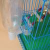 Plastic Pet Bird Drinker Feeder Water Bottle Cup Cat Chicken Pigeon Parrot Hamster Double Nozzle Guide for Family Garden.