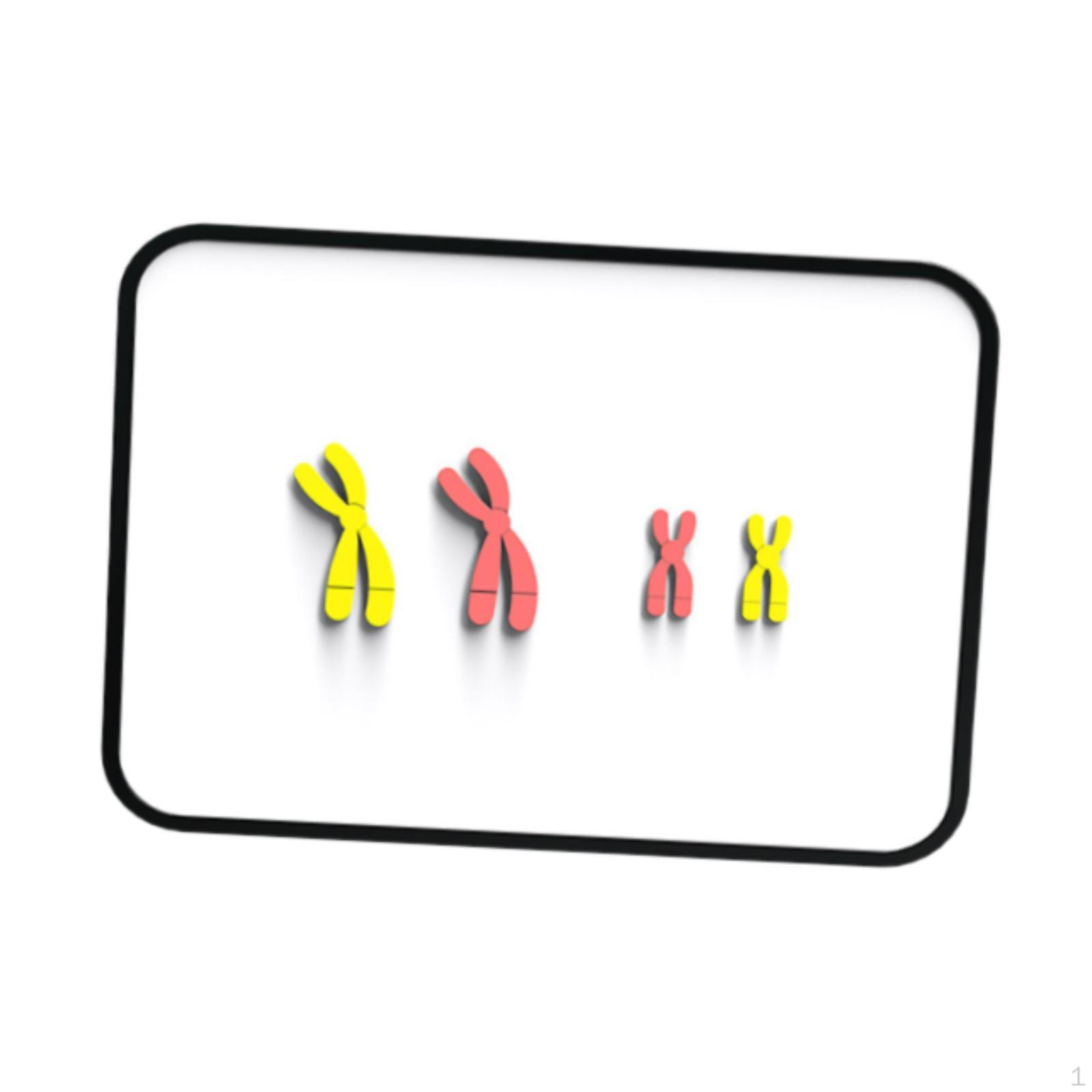 

Демонстрационный комплект для изучения модели хромосомных изменений. Учебные пособия по биологии для школьников. Red Yellow