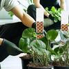 Self-Watering Moss Poles for Climbing Plants Indoor D Shape Plant Support Stake Kit Semi Transparent Monstera Support Stake for Indoor Plants