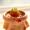 2pcs Realistic Fake Succulent Flocking Plants DIY Simulated Floral Plants  Party Decor