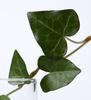 ABIB Heartleaf Calming Drop Serum 50ml – Soothing & Repairing Care