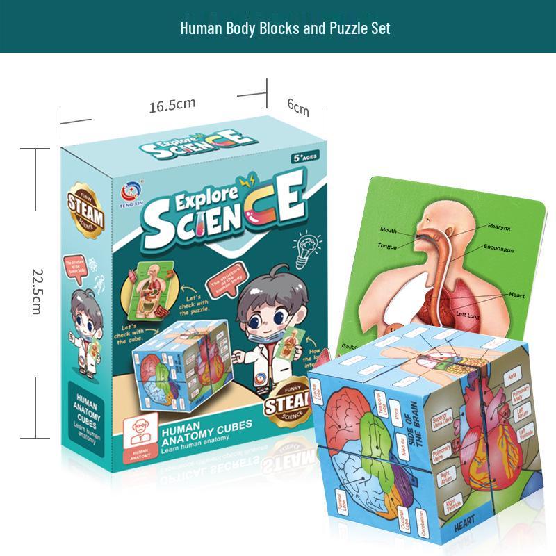 Cross-border Early Education Human Skeleton Model DIY Set for Students