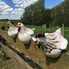 Farmyard Chicken Decor Figurine Garden Ornament Fence Style Cottagecore Home Resin Craft Patio Yard