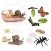 Educational Kids Child Animals Growth Cycle Toy Learning Role Play