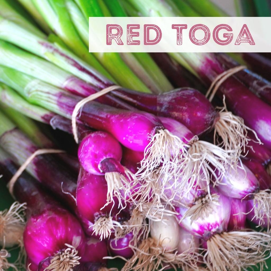 Uienzadenset / 9 populaire variëteiten / biologisch / niet-GMO