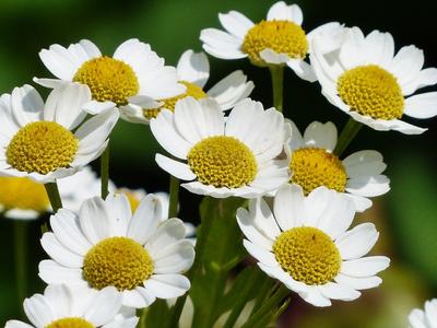 2500 Sementes de Camomila Matricaria - planta aromática medicinal - sementes camponesas reprodutíveis - Semi-Selvagem