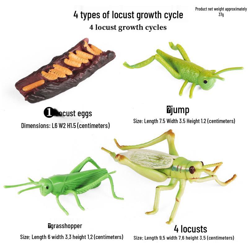 Montessori Cognitive Models: Sea Turtle, Hen, Frog, Snail, Butterfly, Bee Growth Cycle Toys