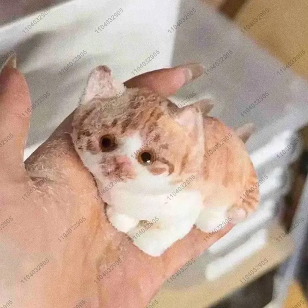 Kitty Taba Squishy Miękki Kot Zabawka Fidget ASMR Urocze Zwierzątko Zabawka do Ściskania Anty Stres Zabawki Zabawne Dla Dzieci Prezent na Boże Narodzenie