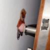 Pressure Relieving 3D Adhesive Dog Sticker Shiba Inu Design Suitable for Preventing Car Door Collisions Home Decoration