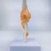 Anatomical Human Elbow Joint Model with Ligaments