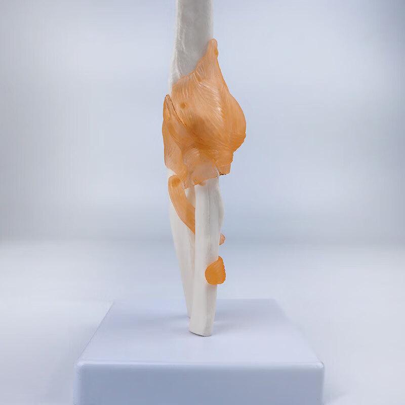 Anatomical Human Elbow Joint Model with Ligaments