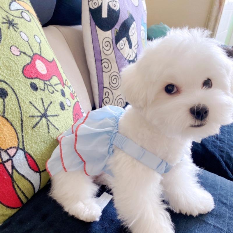 Summer Thin Pet Princess Dog Dress Bichon Frise Cat Dress Cat Clothes Dog