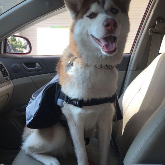 Saddle Bag Dog Backpack Adjustable Pet Carrier Hiking Camping Vest with Pockets