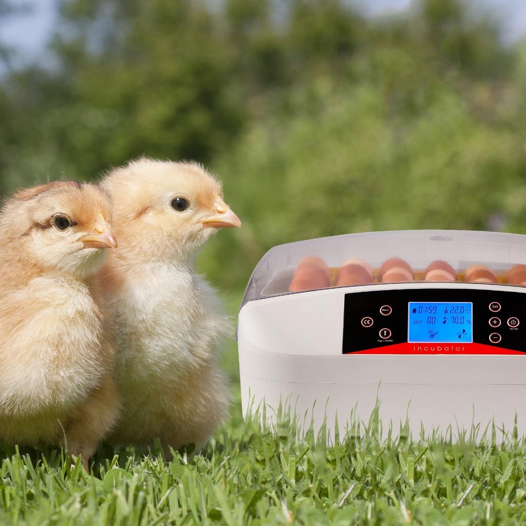 Kruger Meier Proeggora 56 Incubator with Auto Thermostat for 56 Eggs Agro Equipment