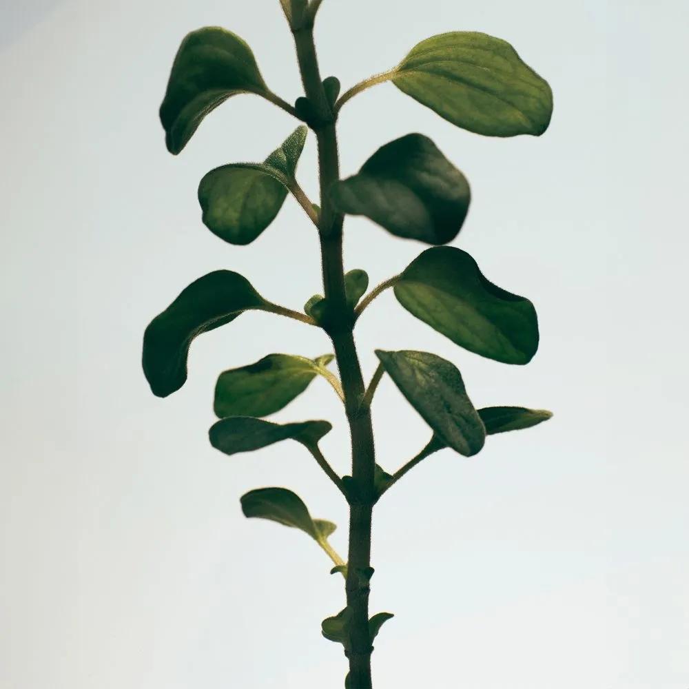 LOEWE Oregano Body Lotion 360ML