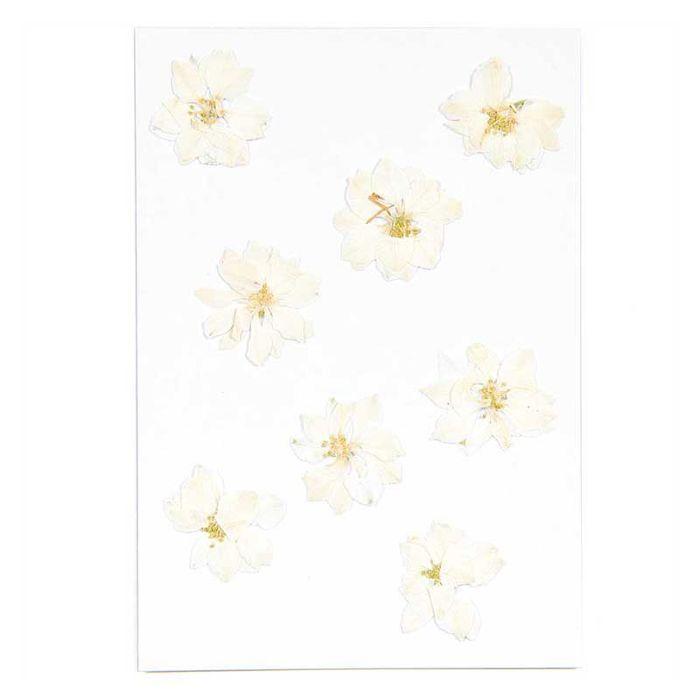 Delphiniums blancs séchés et pressés