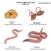 Children's Cognitive Toys: Frog Tadpole Growth Cycle Models