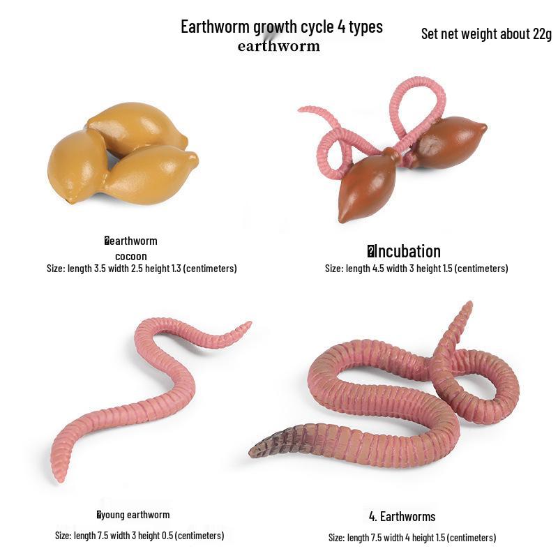 Children's Cognitive Toys: Frog Tadpole Growth Cycle Models
