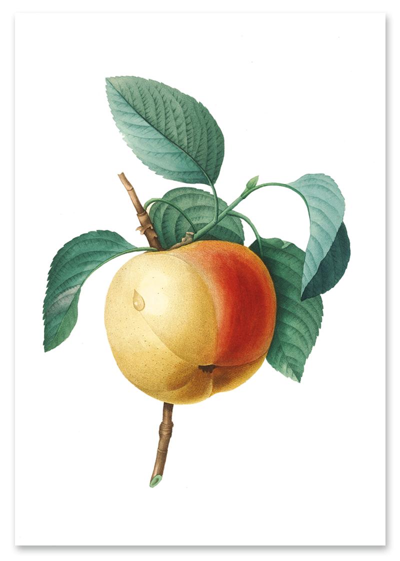 

Plakat vintage jabłko kwiat 30x40 cm